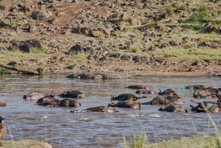 Foto de Cocodrilos grandes del Nilo, Crocodylus niloticus, que yacen en el río Mara entre los cadáveres muertos y en descomposición de los cadáveres de ñandú azul durante la migración anual de la turba en el Maasai Mara y Serengeti. - Imagen libre de derechos