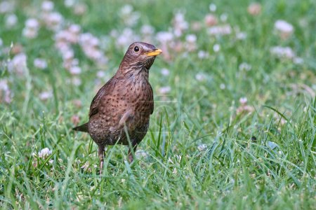 Photo for Common or eurasian blackbird, Turdus merula, hopping and foraging in the grass of a middle european backyard. - Royalty Free Image