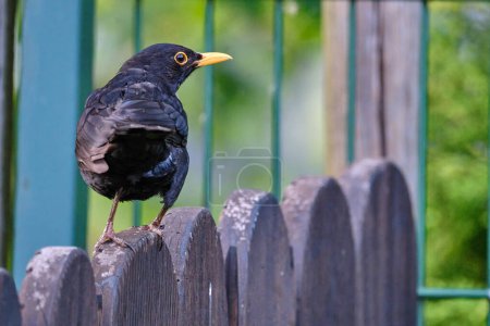 Photo for Common or eurasian blackbird, Turdus merula, sitting on a wooden fence of a middle european backyard. - Royalty Free Image