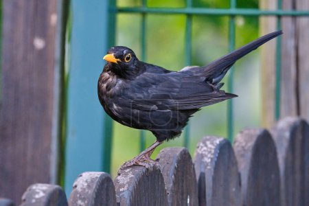 Photo for Common or eurasian blackbird, Turdus merula, sitting on a wooden fence of a middle european backyard. - Royalty Free Image