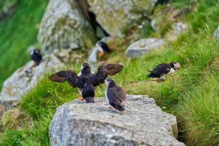 Lindo y adorable ave marina Puffin, fratercula, sentado en una colonia de cría en el acantilado alto en la isla Runde, un destino turístico popular para la observación de aves en la costa del océano Atlántico norte en Noruega.