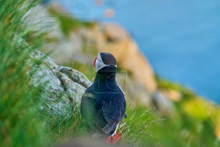 Niedlicher und entzückender Papageitaucher, Fratercula, sitzt in einer Brutkolonie auf einer hohen Klippe auf der Insel Runde, einem beliebten Touristenziel für Vogelbeobachtung an der Küste des Nordatlantischen Ozeans in Norwegen.