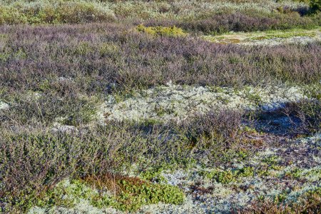 typical vegetation such as lichens and moss in the landscape of cold harsh tundra in Dovrefjell Sunndalsfjella national park.