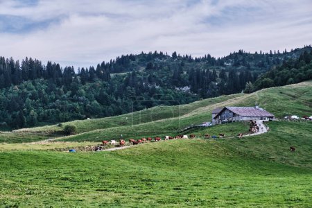troupeau de bovins avec cloches de vache dans une ferme dans les Alpes françaises avec des montagnes dans le fond