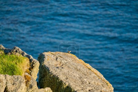 Seevögel sitzen in der Klippe der Insel Runde in Norwegen, ein beliebtes Reiseziel für Vogelbeobachtung.