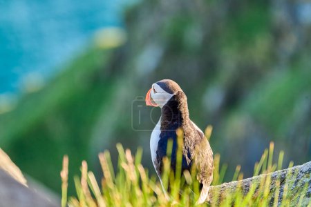 Cute and adorable Puffin seabird, fratercula, sitting in a breeding colony on high cliff at Runde island, a popular tourist destination for bird watching at the coastline of the north atlantic ocean in Norway.