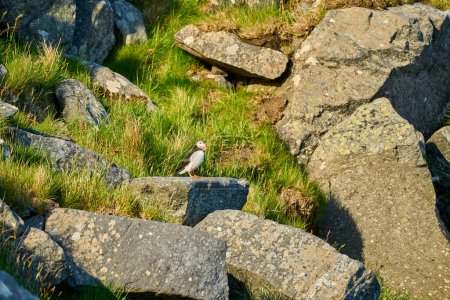 Niedlicher und entzückender Papageitaucher, Fratercula, sitzt in einer Brutkolonie auf einer hohen Klippe auf der Insel Runde, einem beliebten Touristenziel für Vogelbeobachtung an der Küste des Nordatlantischen Ozeans in Norwegen.