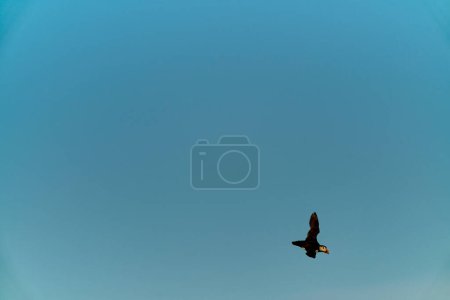 Niedlicher und entzückender Papageitaucher-Seevögel, Fratercula, fliegt gegen den blauen Himmel auf der Insel Runde, einem beliebten Touristenziel für Vogelbeobachtung an der Küste des Nordatlantischen Ozeans in Norwegen.