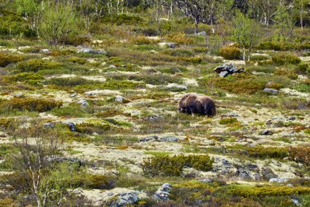 Muskox, Ovibos moschatus, steht in der subarktischen Tundra-Landschaft von Taubenrefjell im Hochland Norwegens