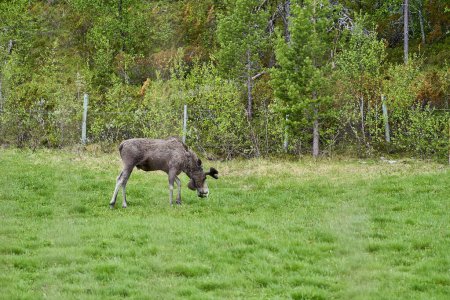 Alce escandinavo con astas de pie en un prado y granizado en el borde de un bosque en Noruega, Escandinavia.