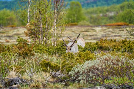 European Reindeer, Rangifer tarandus, also Caribou, standing in the tundra and browsing in highlands of Norway, Scandinavia