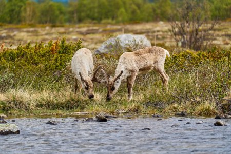 Europäisches Rentier, Rangifer tarandus, auch Caribou, steht in der Tundra und stöbert im Hochland von Norwegen, Skandinavien