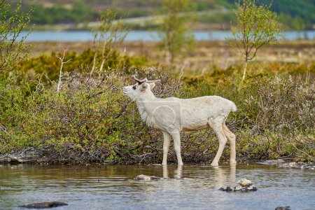 Europäisches Rentier, Rangifer tarandus, auch Caribou, steht in der Tundra und stöbert im Hochland von Norwegen, Skandinavien