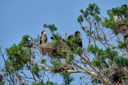 Kormoran, Phalacrocorax carbo sinensis, sitzt an einem sonnigen Tag in seiner Brutkolonie hoch oben im Baum auf der Halbinsel Kurische Nehrung in Polen.