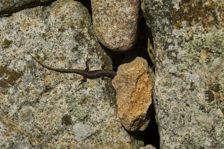 Black lizard sitting on granite rock wall at the archaeological site of the historical roman ruins of Citania de Briteiros near Guimaraes and Braga, situated high on hill overlooking the landscape.