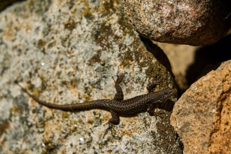 Black lizard sitting on granite rock wall at the archaeological site of the historical roman ruins of Citania de Briteiros near Guimaraes and Braga, situated high on hill overlooking the landscape.