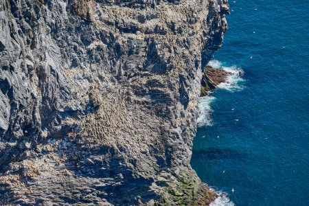 Seevögelkolonie des nördlichen Basstölpels brütet auf einer steilen Klippe der Insel Runde in Norwegen, ein beliebtes Reiseziel zur Vogelbeobachtung.