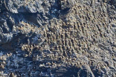 Seevögelkolonie des nördlichen Basstölpels brütet auf einer steilen Klippe der Insel Runde in Norwegen, ein beliebtes Reiseziel zur Vogelbeobachtung.