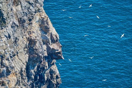 colonia de aves marinas de cría de alcatraces del norte en un acantilado empinado de la isla Runde en Noruega, un destino popular para la observación de aves.