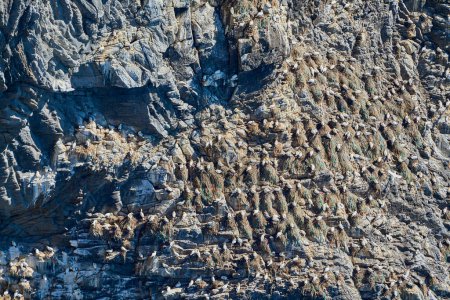 sea bird colony of northern gannet breeding on a steep cliff of Runde island in Norway, a popular travel destination for bird watching.