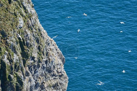 sea bird colony of northern gannet breeding on a steep cliff of Runde island in Norway, a popular travel destination for bird watching.