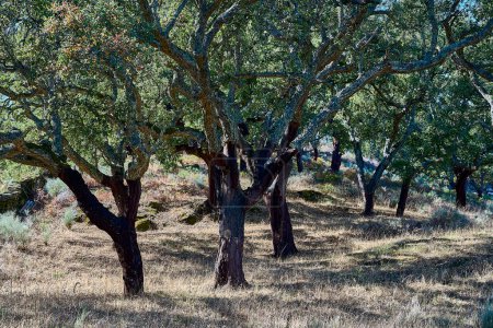 Beautiful and crooked cork oak tree used for the production of traditional cork for wine bottles in the Alentejo region of Portugal.