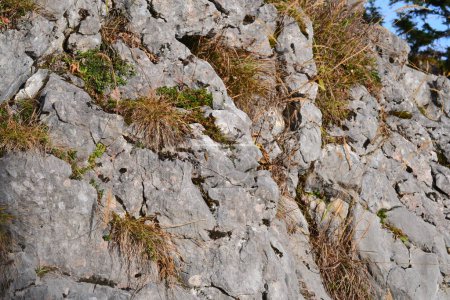 Téléchargez les photos : À une altitude de 2000 mètres il y a des plantes entre les crevasses de montagne - en image libre de droit
