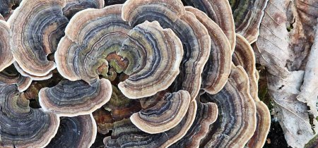 Foto de A type of mushroom brown towards the outside, the brownish decreases in several layers - Imagen libre de derechos