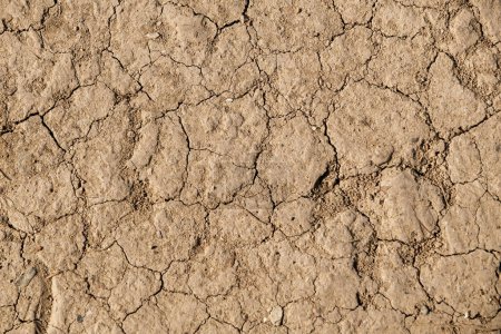 Foto de Tierra seca agrietada. Arena agrietada, tierra arcillosa seca por la sequía - Imagen libre de derechos