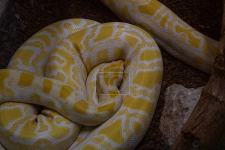 Foto de Primer plano de la serpiente durmiente. Una serpiente blanca con manchas amarillas. Pitón birmano amarillo. - Imagen libre de derechos