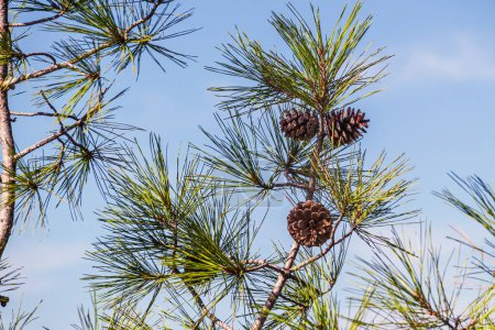 Photo for Pinecones in the tree. Cones on a pine branch close-up against a blue sky background. - Royalty Free Image