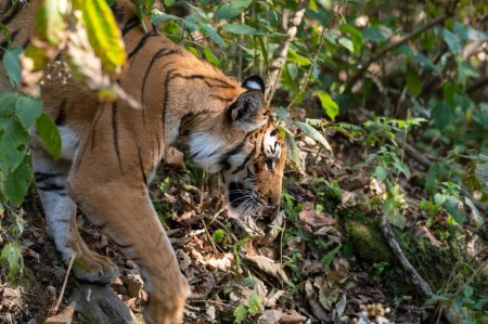Téléchargez les photos : Tigre dans la jungle - en image libre de droit