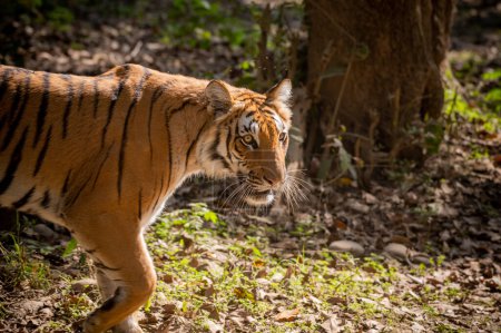 Téléchargez les photos : Tigre dans la jungle - en image libre de droit