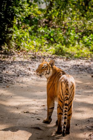 Photo for Tiger in the jungle - Royalty Free Image