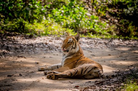 Foto de Tigre en la selva - Imagen libre de derechos