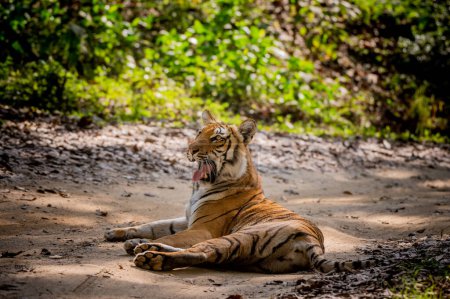 Photo for Tiger in the jungle - Royalty Free Image