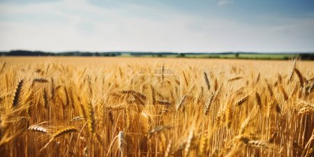 Photo for Close up of wheat ears, field of wheat in a summer day. Harvesting period. - Royalty Free Image