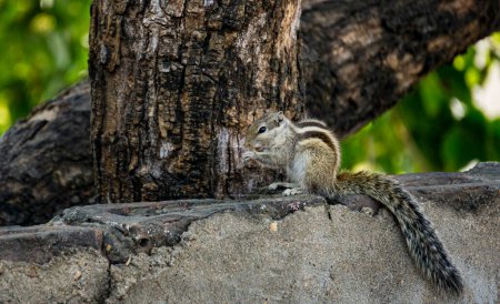 das Eichhörnchen frisst Nüsse unter dem Baum