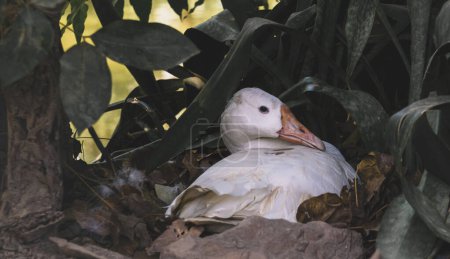 a wildlife shot of a duck sitting in between plants