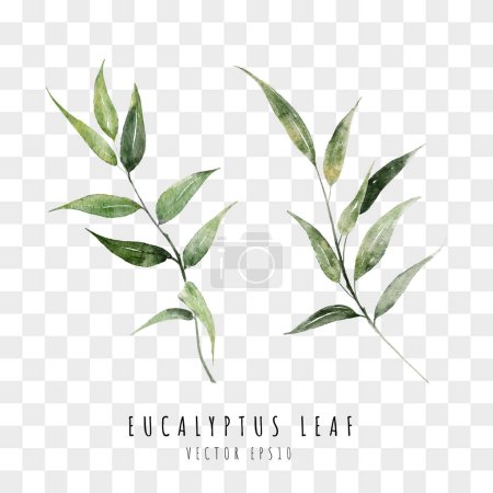 Téléchargez les illustrations : Eucalyptus leaf watercolor hand drawn - en licence libre de droit