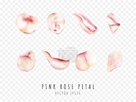 Illustration for Pink rose petal watercolor painting isolated on white background - Royalty Free Image