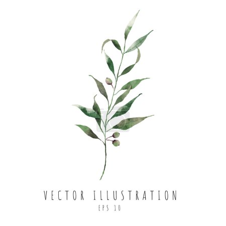 Illustration for Olive leaves beautiful watercolor element design - Royalty Free Image