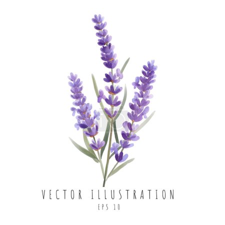 Illustration for Lavender watercolor flowers natural isolated on white background. Vector illustration - Royalty Free Image