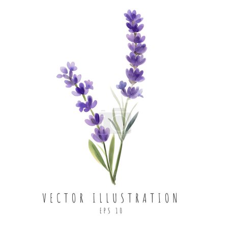 Illustration for Lavender beautiful floral bouquets isolated on white background. Vector illustration - Royalty Free Image