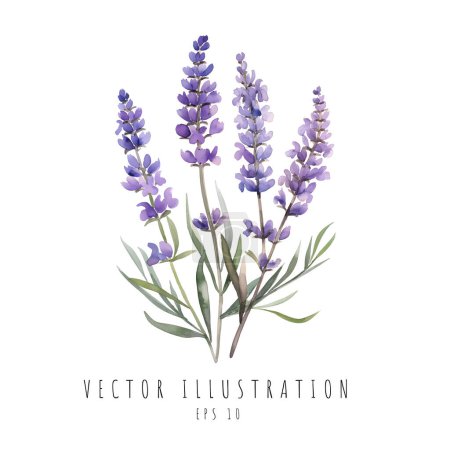 Illustration for Lavender watercolor for wedding invitation isolated on white background. Vector illustration - Royalty Free Image