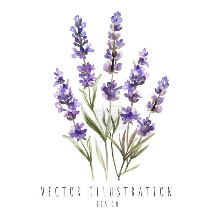 Illustration for Lavender flowers watercolor isolated on white background. Vector illustration - Royalty Free Image