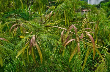 Photo for River tamarind. Common names are white leadtree, jumbay, white popinac, petai cina, petai belalang. - Royalty Free Image