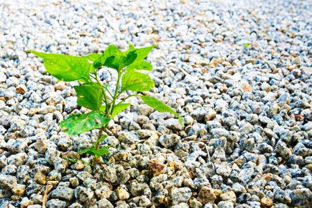 Foto de Una sola planta logra crecer en el sitio lleno de guijarros, simbolizando la supervivencia - Imagen libre de derechos