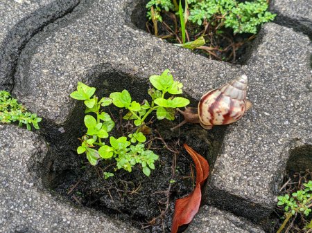 A garden snail slowly moves towards a small plant in a square concrete plot. Its slimy trail glistens on the rough surface as it inches closer to the vibrant green leaves.