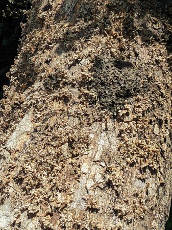 El hongo splitgill o localmente llamado kukur o sisir cendawan con delicadas branquias en forma de abanico que se extienden desde el centro. Las branquias son blancas y de textura fina, un manjar en el sudeste asiático